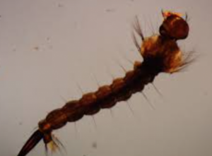 mosquito larvae