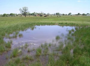 mosquito pond