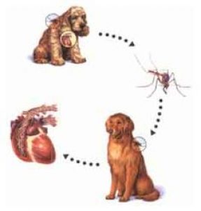 are mosquito coils bad for dogs