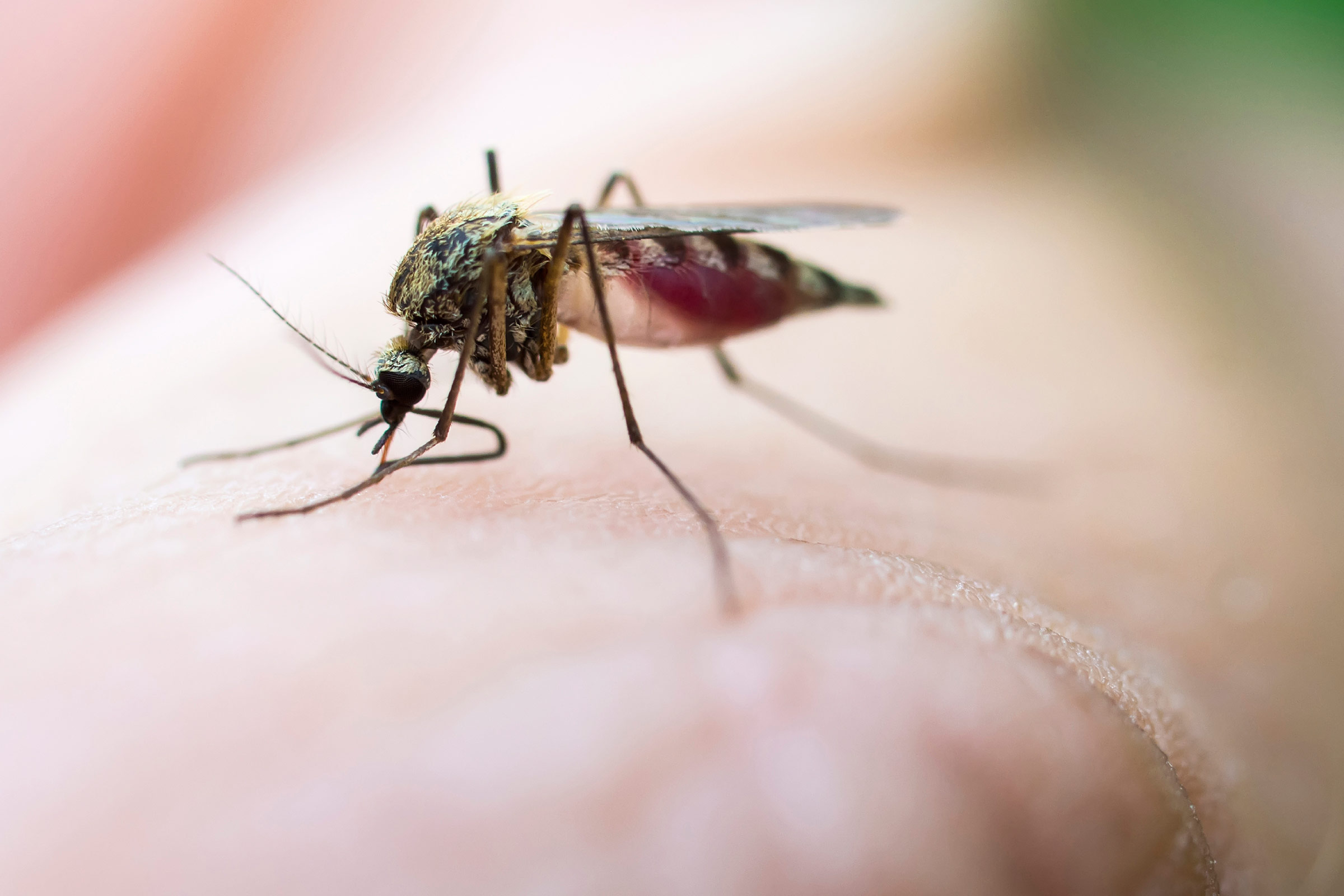 How To Treat Painful Mosquito Bites