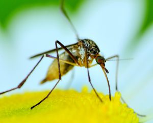 Mosquitoes, particularly male, serve some purpose in pollinating flowers.