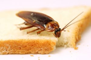 cockroach food