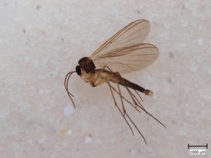 fungus gnat dunk bit