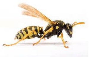 wasp