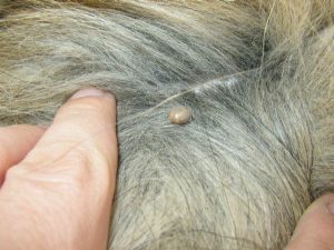 ticks engorged dogs