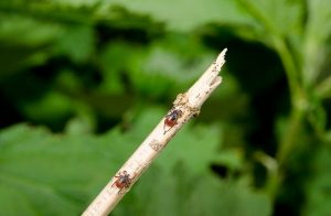 ticks in yard