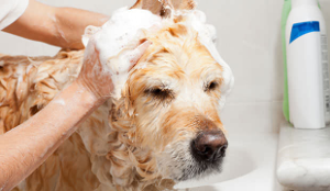 dog shampoo tick