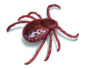 TICKs