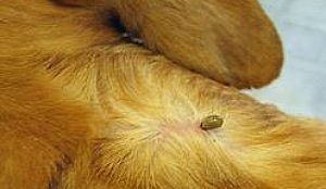 engorged tick on dog