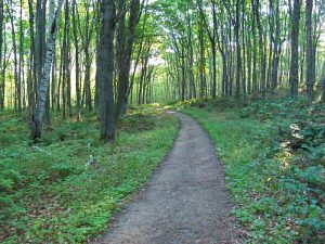 trail-to-chapel-falls