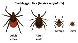 deer tick blacklegged tick lyme