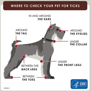 check dog for ticks