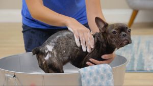 tick shampoo dip dog