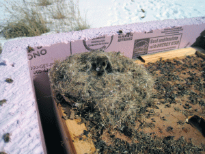 mouse nest tick tube