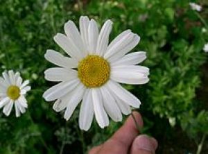 mosquito chrysanthemum