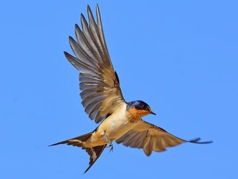 bird eat mosquito