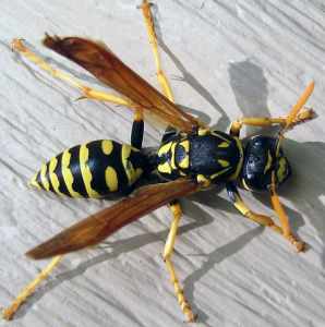 wasps