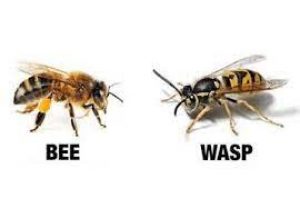 bee vs wasp