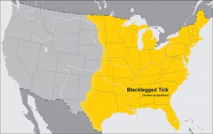 range map deer tick