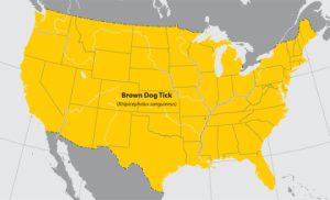 brown dog tick range map