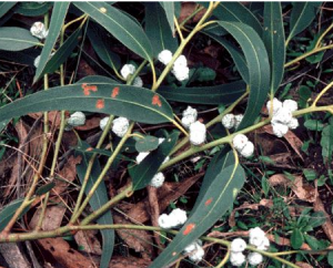 eucalyptus plant