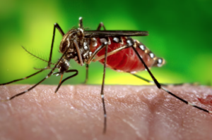 mosquito like blood type