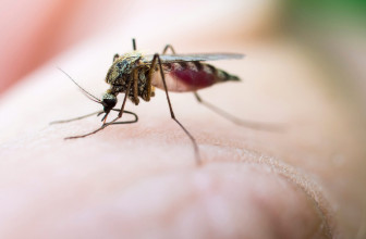 How to Keep Mosquitoes from Biting