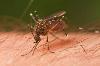 5 Facts About Mosquitoes