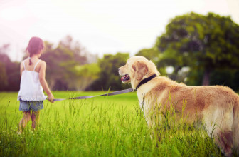 Controlling Mosquitoes in Dogs and Pets