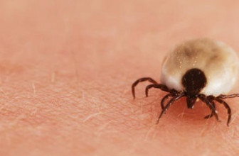 How to Treat Tick Bites