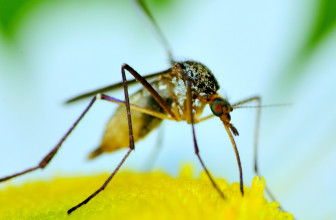 What Do Mosquitoes Eat