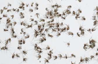 Mosquito Spread Diseases