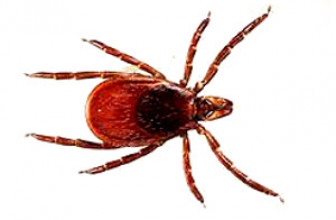 Tick Facts