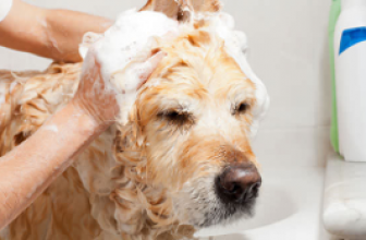 Preventing Ticks In Dogs And Pets