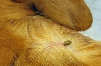 Removing Engorged Ticks on Dogs