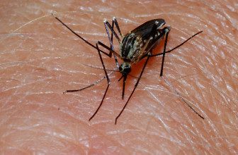 Mosquito and mosquito bite FAQs