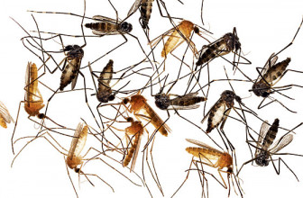 Mosquito Breeding and Lifecycle