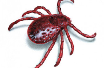 How to Check for Ticks