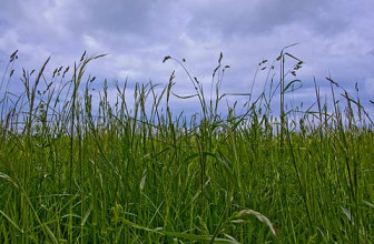 Mosquito Habitat