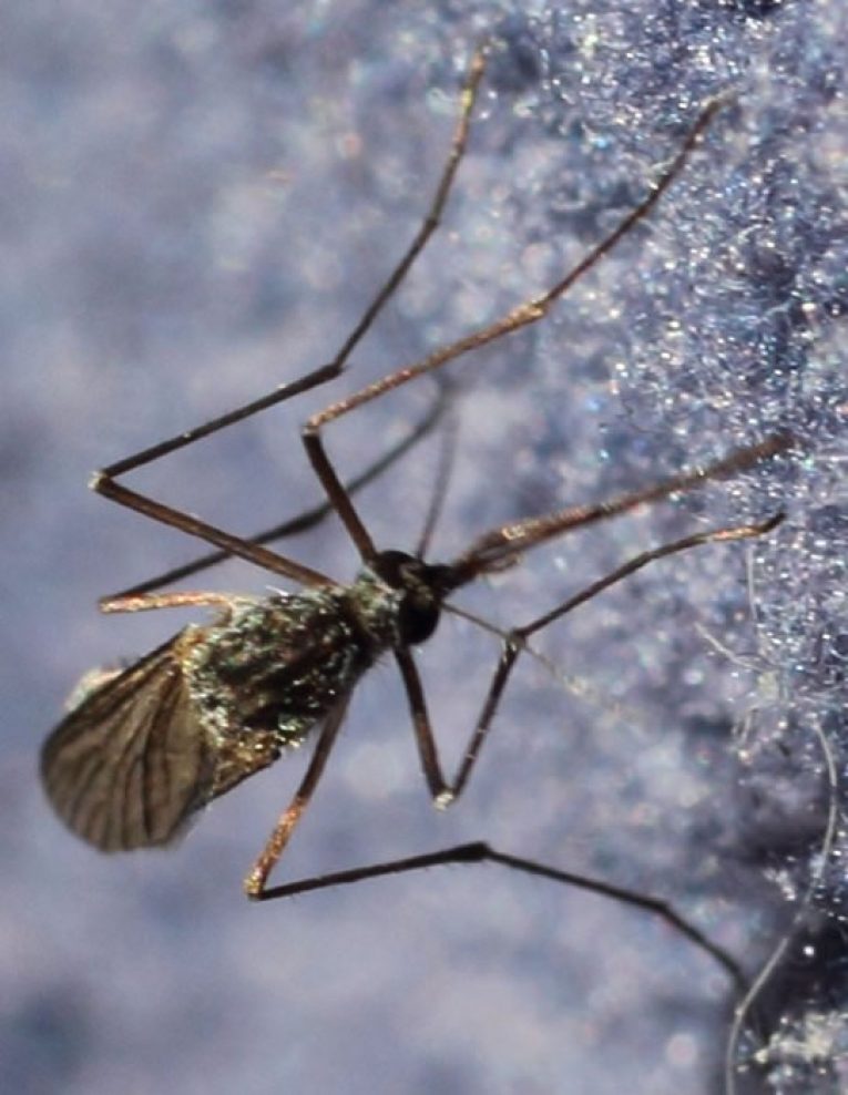 MOSQUITOES INFORMATION visual data 8