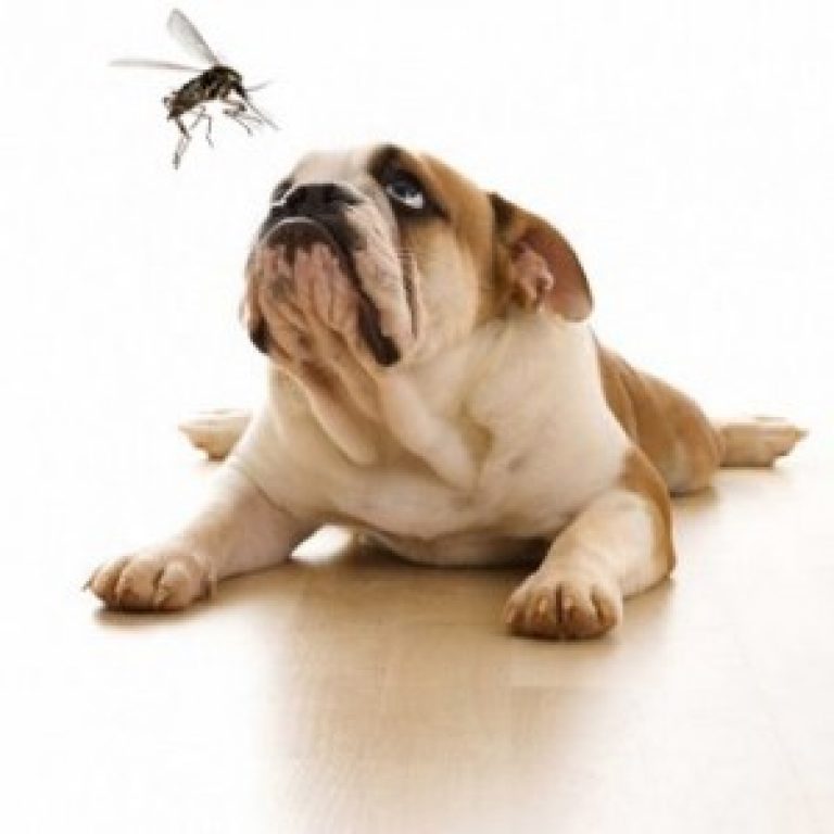 Controlling Mosquitoes in Dogs and Pets The Tick and Mosquito Project