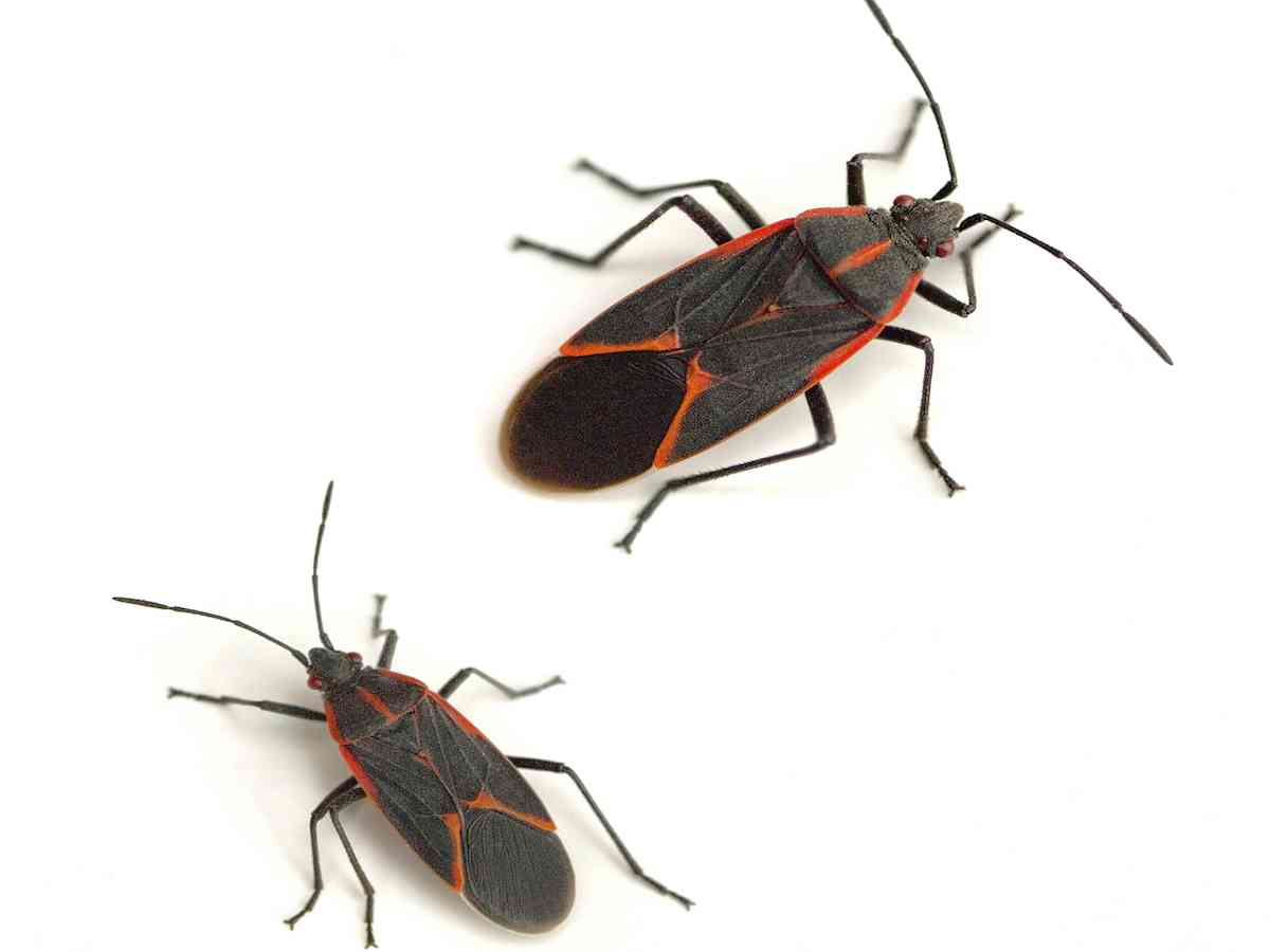 How to Get Rid of Boxelder Bugs