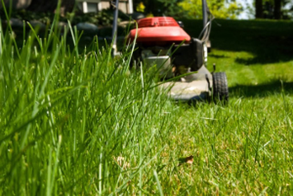 How To Get Rid Of Ticks In Your Yard The Tick and Mosquito Project