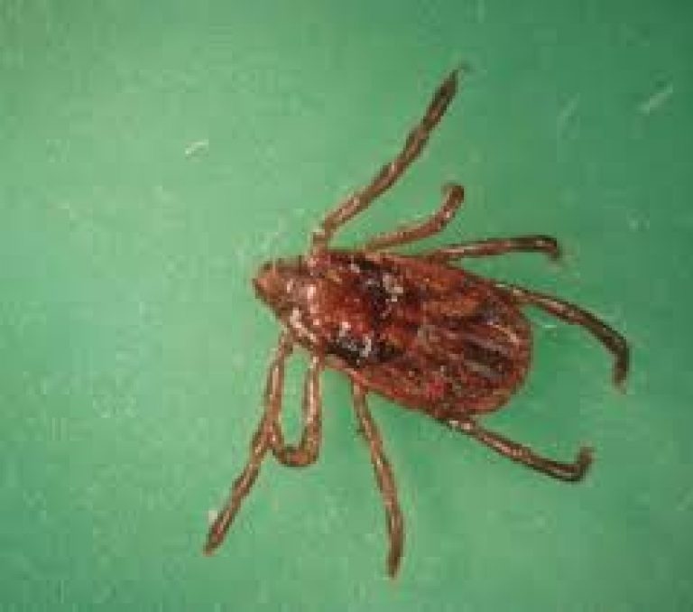 When are Deer Ticks Active The Tick and Mosquito Project