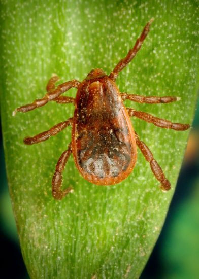 When Are Deer Ticks Active The Tick And Mosquito Project