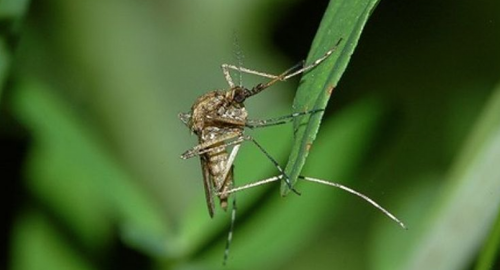 Best Mosquito Foggers The Tick and Mosquito Project